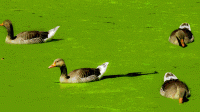 duckweed bahan pakan