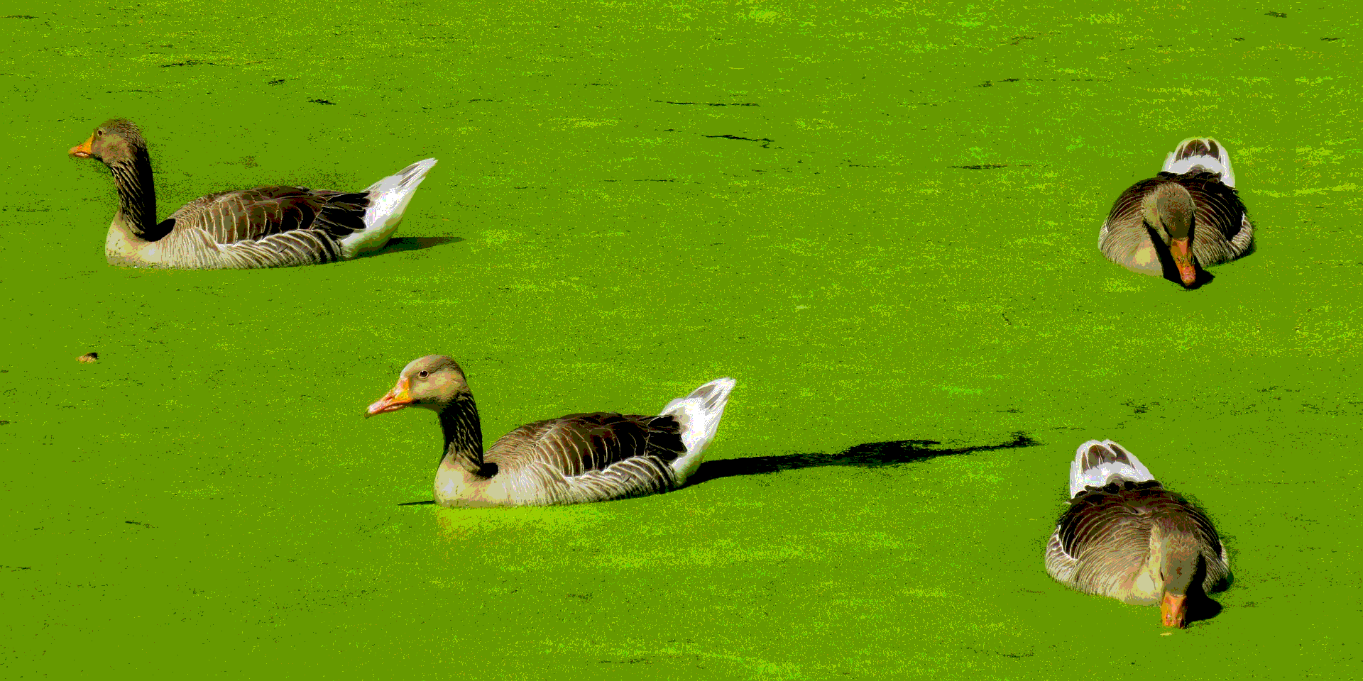 duckweed bahan pakan