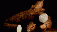 cassava
