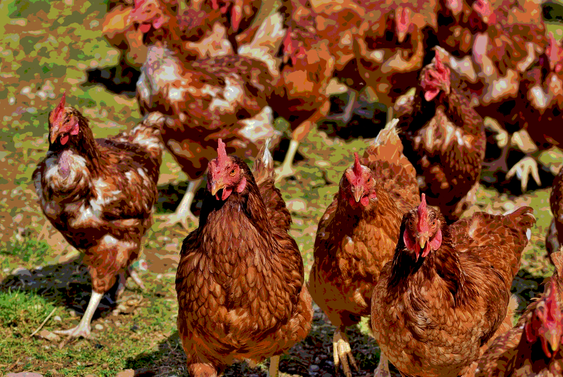 local feather meal