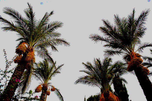 palm kernel meal