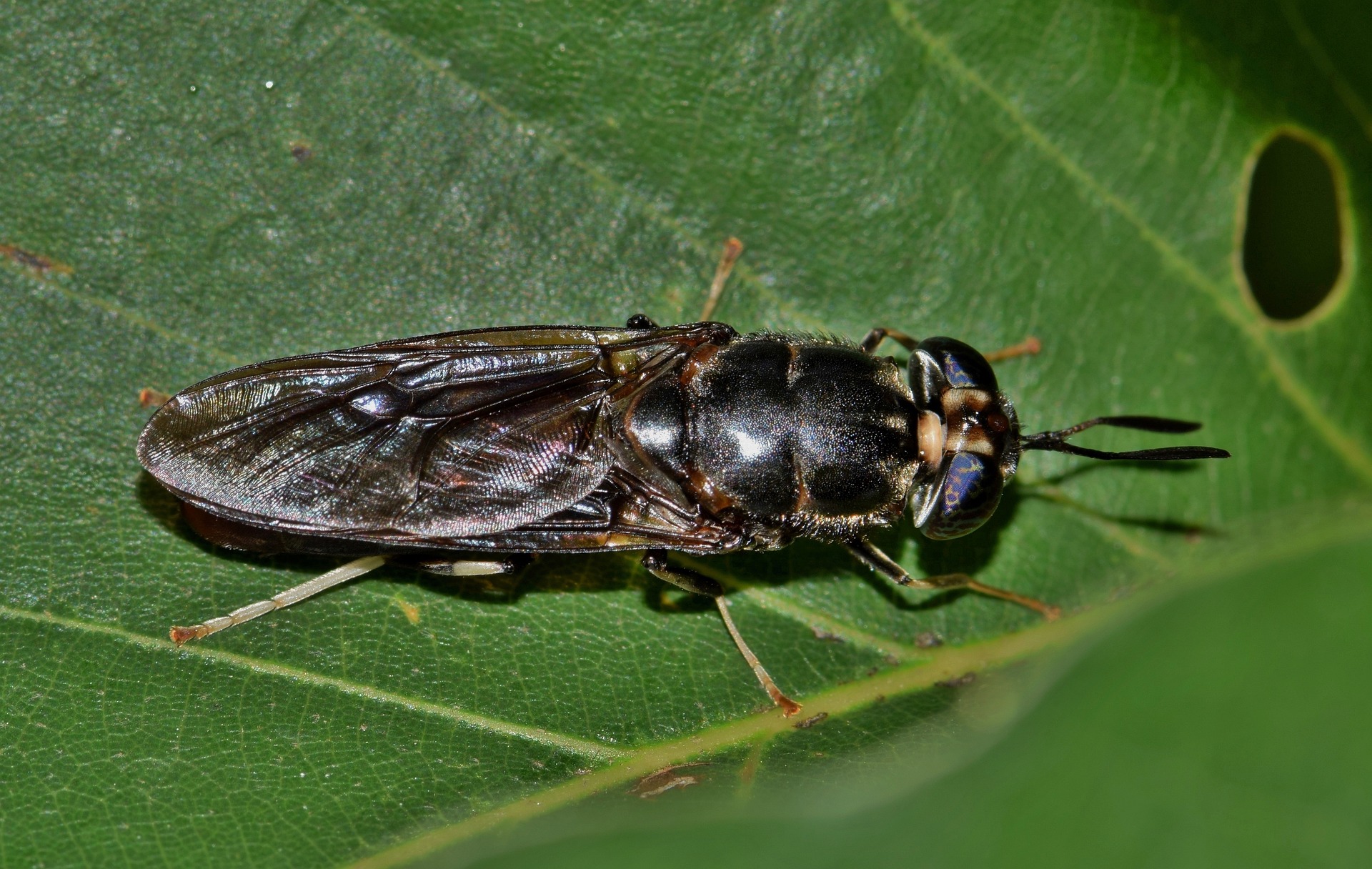 black soldier fly