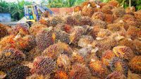palm kernel meal