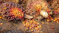palm kernel meal