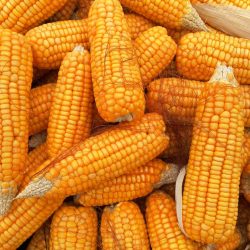 variabilitas jagung dalam pakan