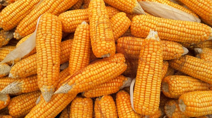 variabilitas jagung dalam pakan